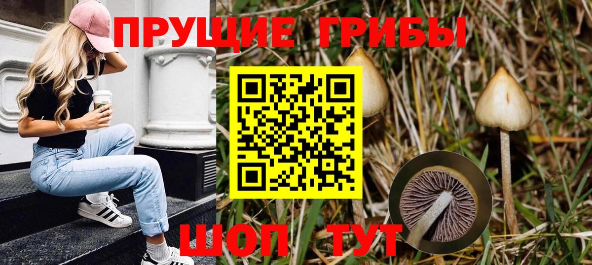 Псилоцибиновые грибы GOLDEN TEACHER  Галлюциногенные грибы Psilocybine cubensis  Вход с VPN  Ступино 